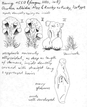 Vorschaubild Ocotea albida Mez & Rusby